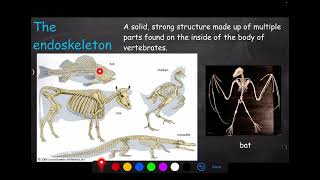 Endoskeleton vs Exoskeleton [upl. by Arella]