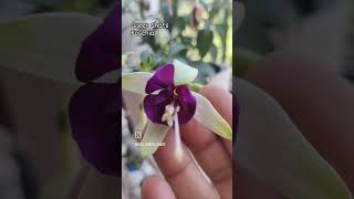 fuschia ladysearrings dancingdoll greenchats youtubeshorts beautifulflowers nature [upl. by Bekha153]