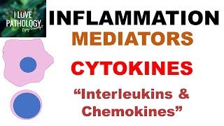 INFLAMMATION Part 6 Chemical Mediators CYTOKINES Interleukins amp Chemokines [upl. by Wolram]