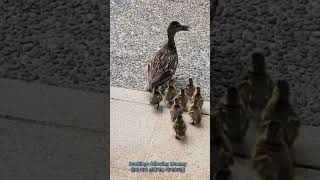 Ducklings Following Mommy 엄마 따라 산책 가는 아기오리들 [upl. by Ettelegna]