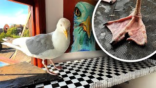 My Pet Seagull Injured His Little Foot 😢 [upl. by Mercola]