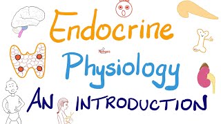 Endocrine Physiology Part 2  Endocrinology [upl. by Ydda141]