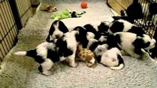 English Springer Spaniel puppies Kull E  video 4 [upl. by Shiverick602]