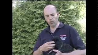 Hawcroft Gundogs Cocker Spaniel Training Series  Paul French Video [upl. by Ibocaj]