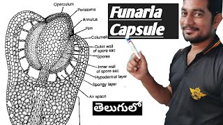 IBZC Botony semester 1 classes Funaria Capsule [upl. by Cirdes]