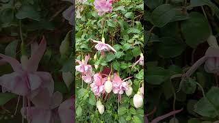 Fuchsia Magellanica Plant and Flowers [upl. by Ggerc]