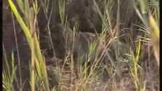 Wild lioness giving birth first EVER filmed in the wild [upl. by Skipper]