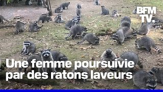 Une femme appelle la police parce quelle est poursuivie par un groupe de ratons laveurs [upl. by Yenhpad242]