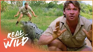 Steve Irwin Faces A Massive Saltwater Crocodile In Australia  Crocs Down Under  Real Wild [upl. by Latham]