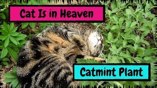 My Cat Is in Heaven after Finding the Catmint Plant [upl. by Ileray331]