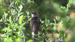 Blackbilled Cuckoo  Coccyzus erythropthalmus [upl. by Reivax]