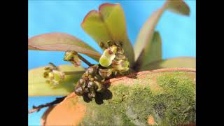 Gastrochilus platycalcaratus orchid [upl. by Uri]