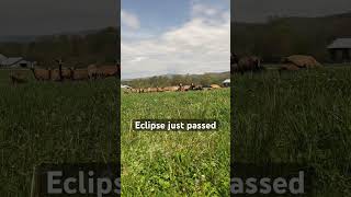 eclipse2024 American Blackbelly sheep didn’t freak out birds really started singing [upl. by Chrisman991]