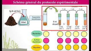 TP 2 microbiologie du sol pour lst bioP [upl. by Maril407]