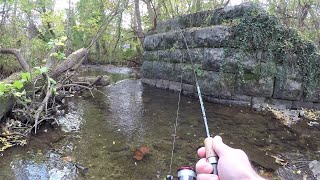 Tiny Creek TROUT Fishing LOADED with Trout [upl. by Nancee]