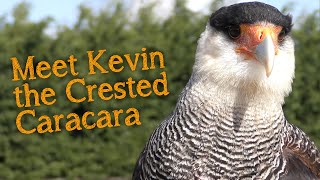 Meet The Birds  Kevin the Crested Caracara [upl. by Haswell]