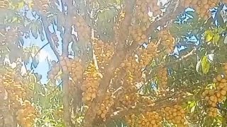 Longkong Thinning 2 farming lansones fruit everyone farmer plantlover [upl. by Biagio]