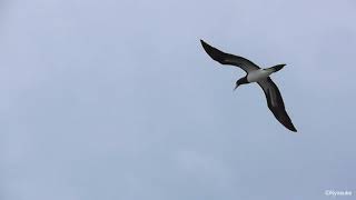 亜種シロガシラカツオドリ雌  Female Brewsters Brown Booby Sula leucogaster brewsteri [upl. by Asilenna286]