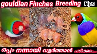 Gouldian Finches Birds Breeding And Foods List AZ അറിയേണ്ടതെല്ലാം [upl. by Bogosian]