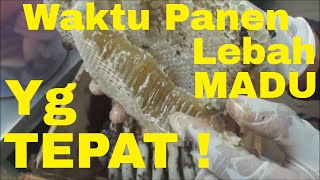 Cara dan Waktu Panen lebah Madu yang Tepat kapan Supaya Banyak madunya [upl. by Annek]