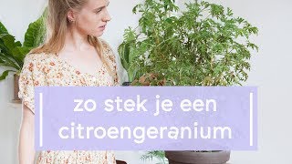 Citroengeranium stekken  Super Groene Vingers [upl. by Gabbie]