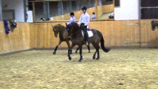 Contendro IAcord II mare  2009 for sale [upl. by Nonnairb]