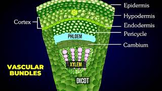 THE TISSUE SYSTEM  EPIDERMAL  VASCULAR  GROUND OR FUNDAMENTAL TISSUE SYSTEM [upl. by Ferdinand]