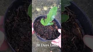 Growing Kalanchoe plants from leaves [upl. by Robby]