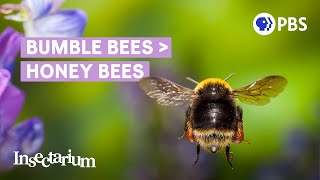 Why Bumble Bees Are the Fuzzy Heroes We Need [upl. by Mayda280]