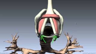 Larynx  Ligaments Membranes Vocal Cords  3D Anatomy Tutorial [upl. by Cummins725]