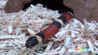 푸에블란 밀크 스네이크  Pueblan Milk Snake [upl. by Artcele]