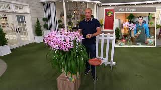 Robertas 3Piece Amarine Hybrid Live Bulbs on QVC [upl. by Mot]