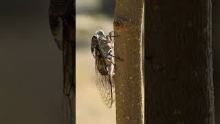 Class Insecta 985421  Insects amp Cicadas Superfamily Cicadoidea  Observed in Description [upl. by Renato898]