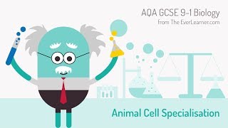 AQA GCSE 91 Biology Animal Cell Specialisation [upl. by Leshia949]