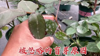 正常水肥管理，充足光照，月季还是盲枝，分享一个被忽略的原因 [upl. by Acinoreb282]