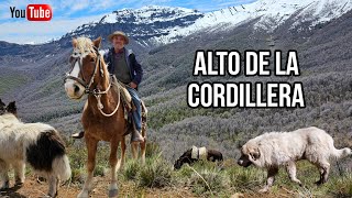 Buscando Ganado en lo Alto de La Cordillera Arrieros de la Región del Maule Bajan Cabras a Caballo [upl. by Nimaj]