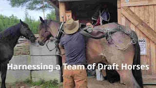 Harnessing a Team of Draft Horses [upl. by Nitreb]