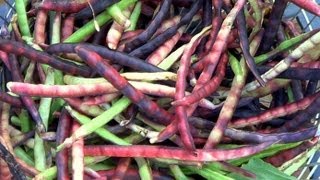 Pinkeye Purple Hull Peas Harvesting amp Easy Shelling Gadget [upl. by Danny]