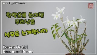 난초 키우기 한약과 차로 이용되는 우리난초 quot석곡quot Dendrobium moniliforme [upl. by Avner]