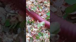 millipede ​​​​​​millipedes babyanimals frogging animals amazingfish shortsvide birds shorts [upl. by Naimed243]