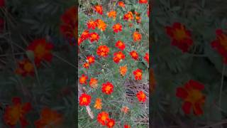 sorgam iliyaraja marigold song tamilsongs sorgamendralum gardening [upl. by Paradies906]