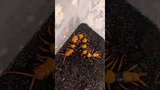 Introducing waghoba My scolopendra hardwickei [upl. by Goetz]