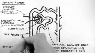 Renal Anatomy 2  Nephron [upl. by Alexis452]