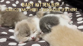 Anak KUCING BSH  mother calico RIKO amp father bicolour MIKO [upl. by Eillim]