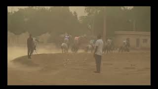 Champ Hippique de Bamako les craks le 24032024 [upl. by Angy]