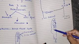 Rhodopsin retinal visual cycle guyton 51 part 3 [upl. by Jillene341]