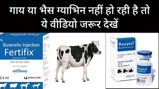 GnRHBuserelin Acetate injection गायभैंस बार बार हीट पर आ रही है तो क्य करे pashu upcharcattle [upl. by Aicilana]