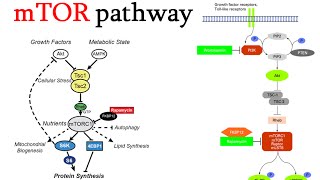 mtor signaling pathway [upl. by Napas437]