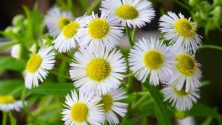 Timelapse Annual fleabane blooming 4K 개망초 꽃열림 [upl. by Alah]