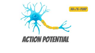 Action potential in Neurons and NAK pump [upl. by Korns]